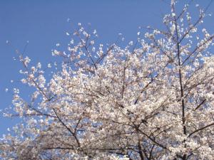 桜