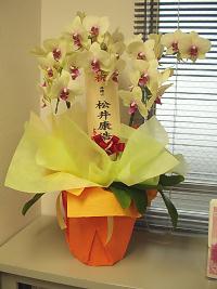 胡蝶蘭